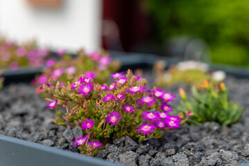 small group of purple flowers are in a black pot