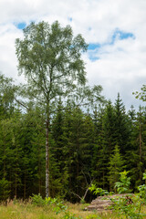large tree stands in a forest with a cloudy sky above