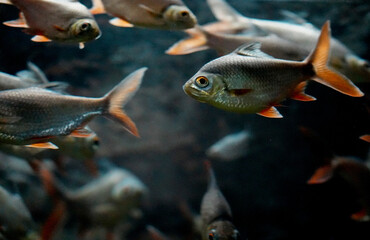 Fresh-water fish in freshwater aquarium, selective focus. Barbonymus schwanenfeldii. 