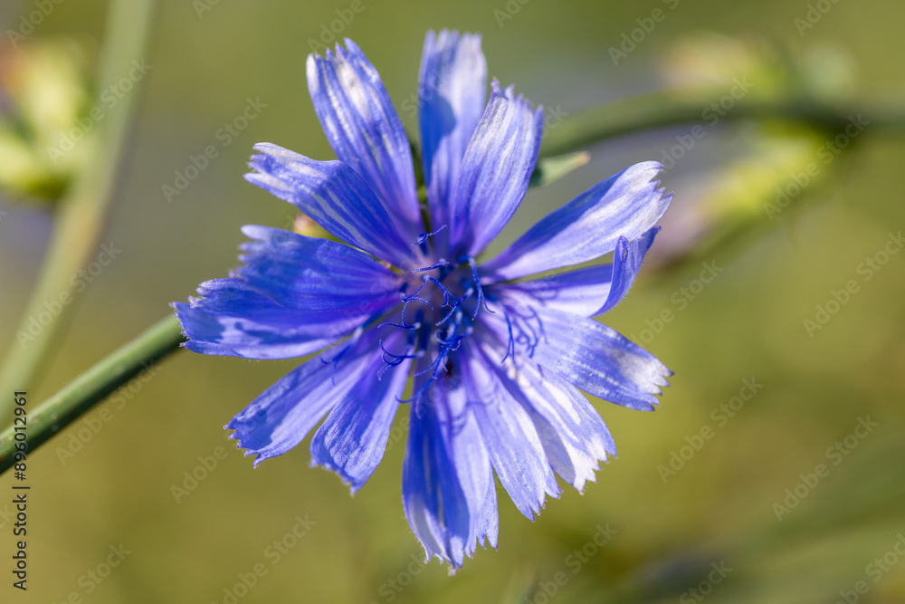 Poster The flower of the common chicory (Cichorium intybus) 