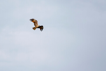 Red eagle fly on the sky in nature at thailand
