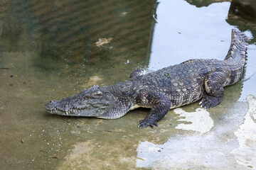 The salt crocodile swimming on the river near canal