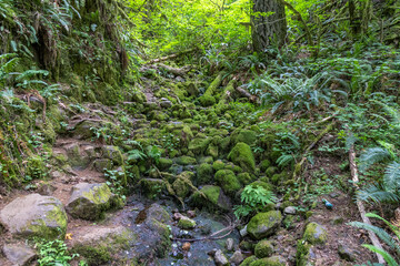Fototapeta premium moss covered rocks