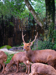 Bawean deer or Kuhl's hog deer or Bawean hog deer with the scientific name Hyelaphus kuhlii which is usually found on Bawean Island in the middle of the Java Sea, Indonesia