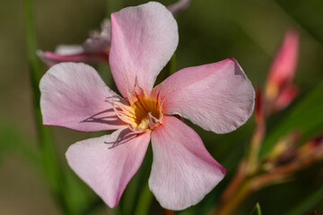 Macro de fleur de laurier rose