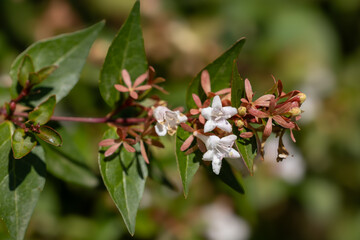 Fleurs de laurier-tin
