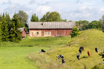 Red wooden barn with pasture land and grazing cows on sunny summer day © Andreas Bergerstedt