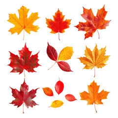 Fototapeta premium High-Resolution Image of Varied Leaves Displaying Autumn Colors and Detailed Veins.