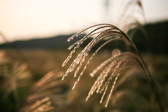 Close-up of the silver grass in late afternoon
