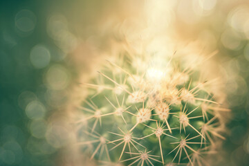 Fototapeta premium Close Up of a Cactus with Soft Bokeh Background and Warm Sunlight
