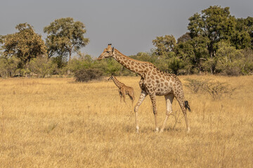 This adult rothschild giraffe (Giraffa camelopardalis rothschildi) is seen walking through open grassland.