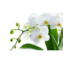 Fototapeta premium white orchid isolated on white