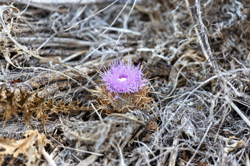 A purple Chamaeleon gummifer (L.) Cass. flower against the background of ash-burned plants after the fires in Portugal in 2023