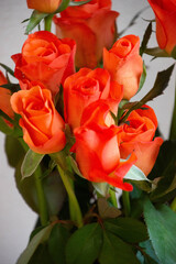 トロピカルアマゾン