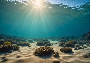 coral reef and sea