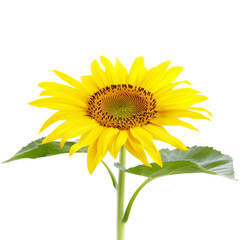 Obraz premium sunflower icon png transparent