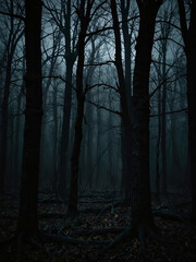 dark woods at night forest trees landscape