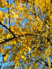 fall Autumn leaf yellow park tree