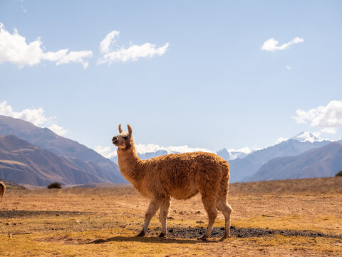 Llama with the Peruvian Andes Mountains in the background.