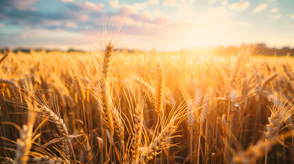 Golden wheat field glowing under the warm sunlight at sunset.