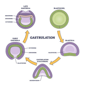 Gastrulation stages as early embryo development process outline diagram, transparent background. Labeled educational scientific scheme with blastocoel.