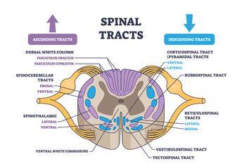 Spinal tracts with medical ascending and descending parts outline diagram, transparent background. Labeled educational scheme with information exchange neural pathways illustration.