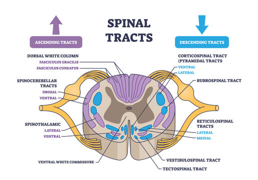 Spinal tracts with medical ascending and descending parts outline diagram, transparent background. Labeled educational scheme with information exchange neural pathways illustration.