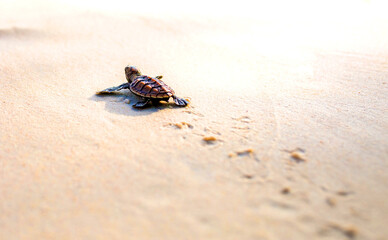 Little Sea Turtle Cub, Crawls along the Sandy shore in the direction of the ocean to Survive, Hatched, New Life, Saves, Way to life, Tropical Seychelles, footprints in the sand, forward to a new life