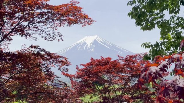 View of Mount Fuji in red mapple leaves , Japan