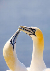 Northern gannets – Morus bassanus - on the red cliffs of the German offshore island of Heligoland, Schleswig Holstein, Germany, Europe