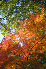 美しい鮮やかな紅葉