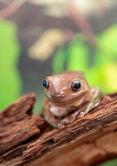An Australian tree frog sits on the bark of a tree. The frog turns around and looks at the camera.
