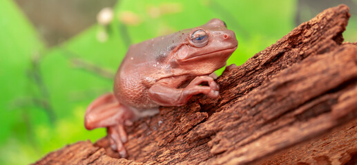 An Australian tree frog sits on the bark of a tree. The frog turns around and looks at the camera.