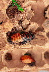 Madagascar Hissing Cockroach close-up. Exotic pet, tropical insect.