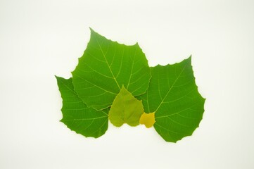 green leaf isolated in white