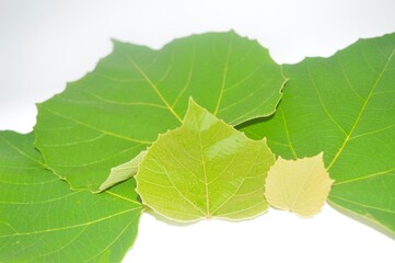 blurry image of leaves isolated on white