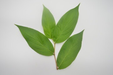 green leaves isolated on white