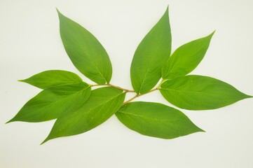 green wild leaves  isolated on white