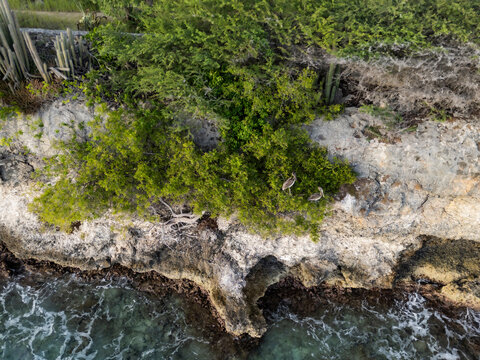 Aerial view of cliff, pelicans, ocean, and trees with tropical greenery and wildlife, Westpunt, Curacao.