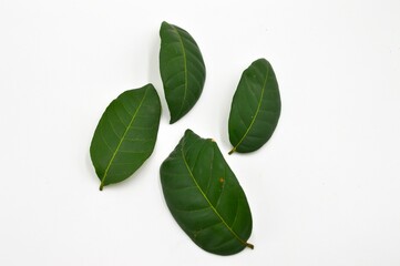 Longan leaves isolated in white background