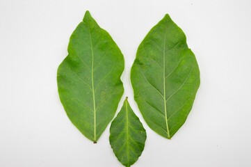 Obraz premium green leaves isolated on white