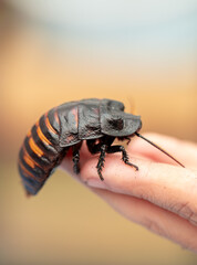 Madagascar Hissing Cockroach. A cockroach sits on a man's hand close-up. Exotic pet, tropical insect.