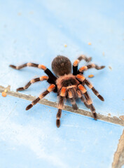 Tarantula spider close-up on the floor in the house. Tarantula spider as a pet.