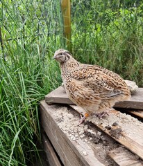 laying quail hen on the ground