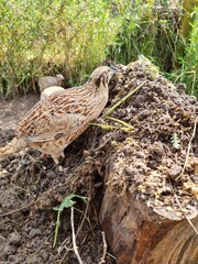 laying quail hen on the ground