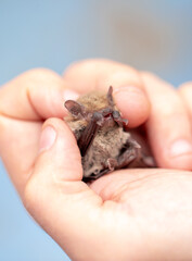 Bat in the hands of a man in a veterinary clinic. A doctor checks the health of a bat.
