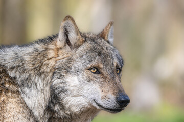 Fototapeta premium Wolfportäits