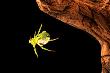 Araneus mitificus, the kidney garden spider