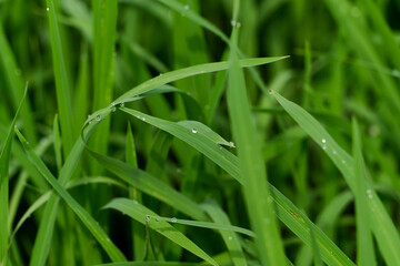Green rice leaves with dew on them and the morning sun.