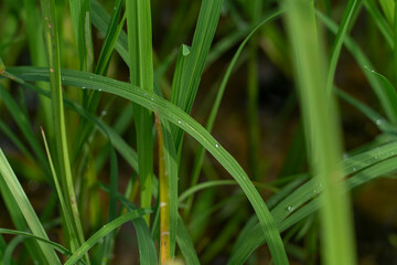 Green rice leaves with dew on them and the morning sun.